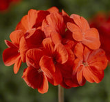 Sardunya Tohumu ( Büyük Çiçek, Kokulu Yaprak ) Turuncu Renkli - 5 Tohum - MegCiTo