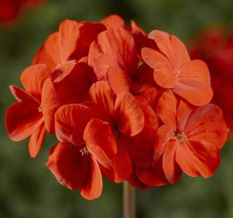 Sardunya Tohumu ( Büyük Çiçek, Kokulu Yaprak ) Turuncu Renkli - 5 Tohum - MegCiTo