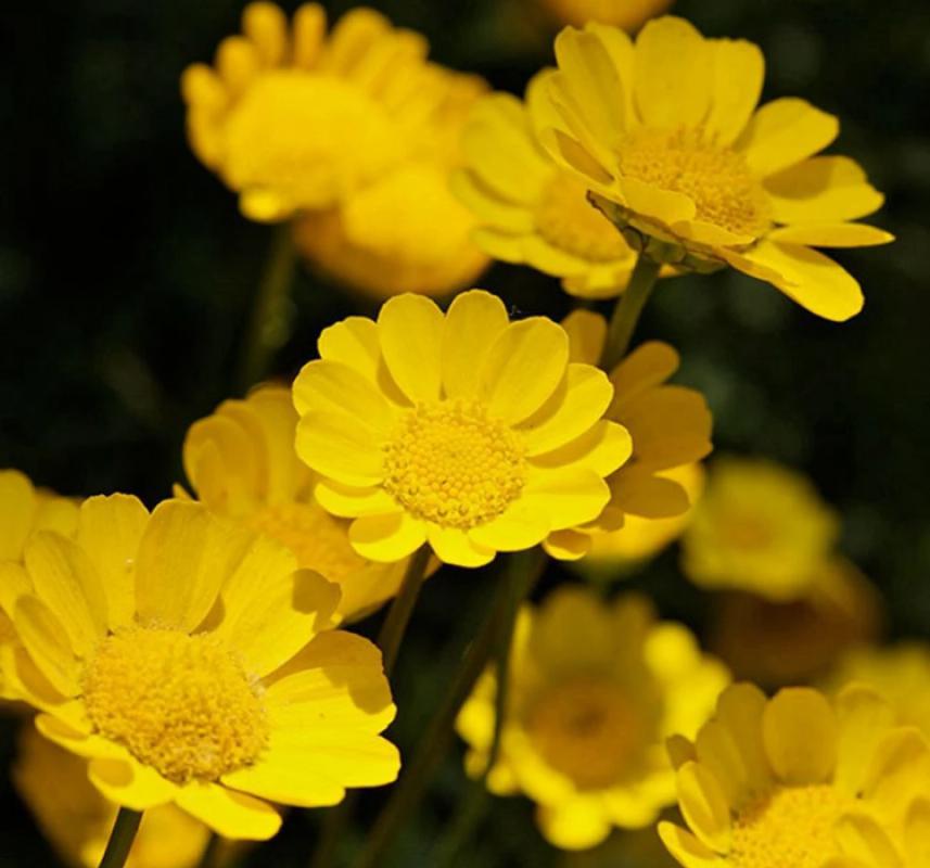 Sarı Papatya Tohumu ( İri Çiçekli ) - 25 Tohum - MegCiTo