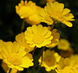 Sarı Papatya Tohumu ( İri Çiçekli ) - 25 Tohum - MegCiTo