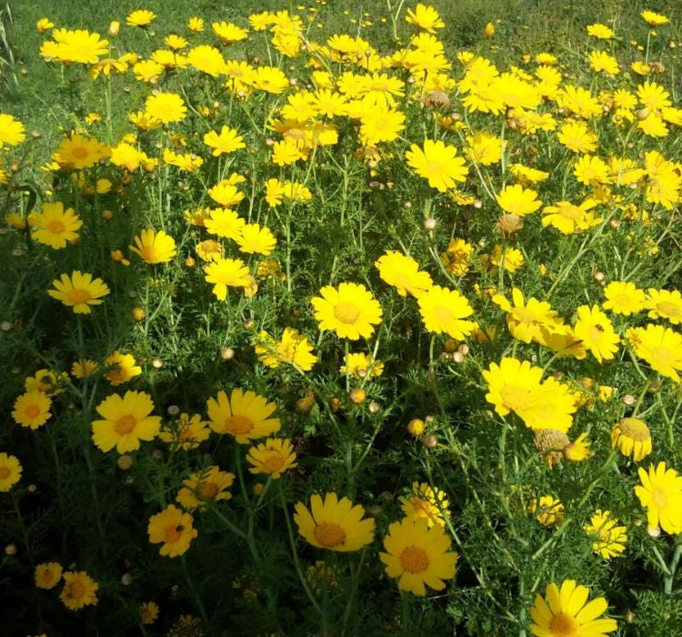 SARI PAPATYA ( ÇOKLU TOHUM ) - 200 Tohum - SARI Renk - MegCiTo