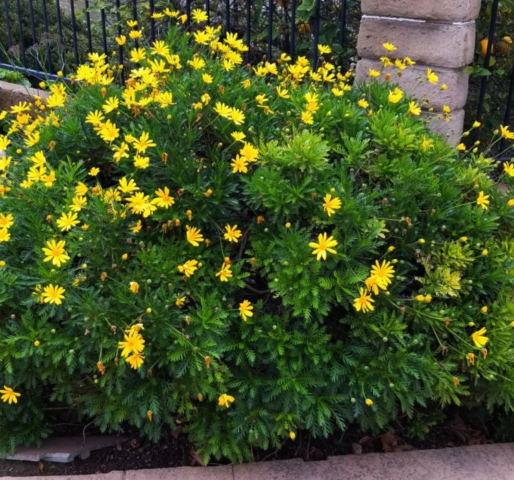 SARI PAPATYA ( ÇOKLU TOHUM ) - 200 Tohum - SARI Renk - MegCiTo