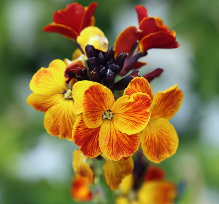 Sarı Şebboy Tohumu ( Kokulu ) - 25 Tohum - MegCiTo