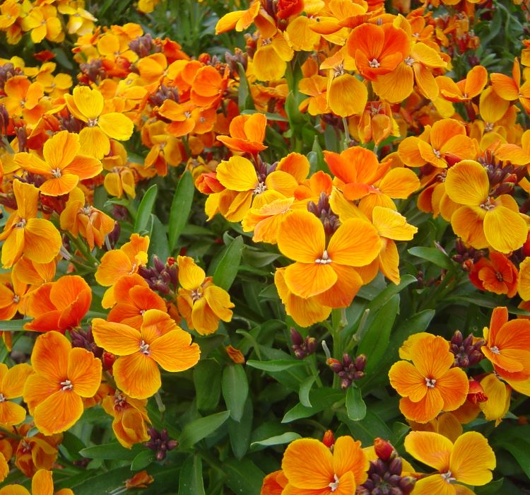 Sarı Şebboy Tohumu ( Kokulu ) - 25 Tohum - MegCiTo