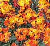 Sarı Şebboy Tohumu ( Kokulu ) - 25 Tohum - MegCiTo