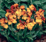 Sarı Şebboy Tohumu ( Kokulu ) - 25 Tohum - MegCiTo