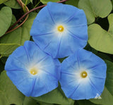 SARMAŞIK ( ÇOKLU TOHUM ) - 50 Tohum - MAVİ Renk - MegCiTo