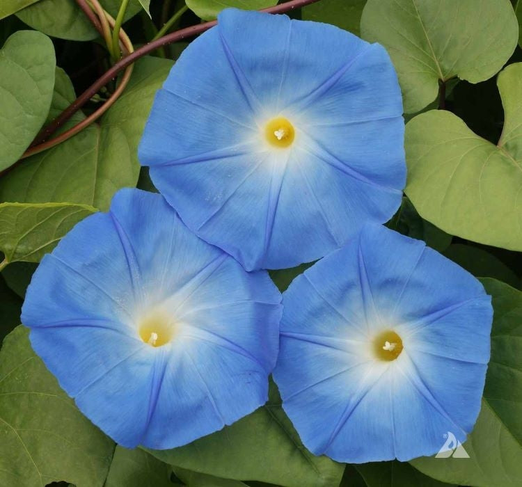 SARMAŞIK ( ÇOKLU TOHUM ) - 50 Tohum - MAVİ Renk - MegCiTo