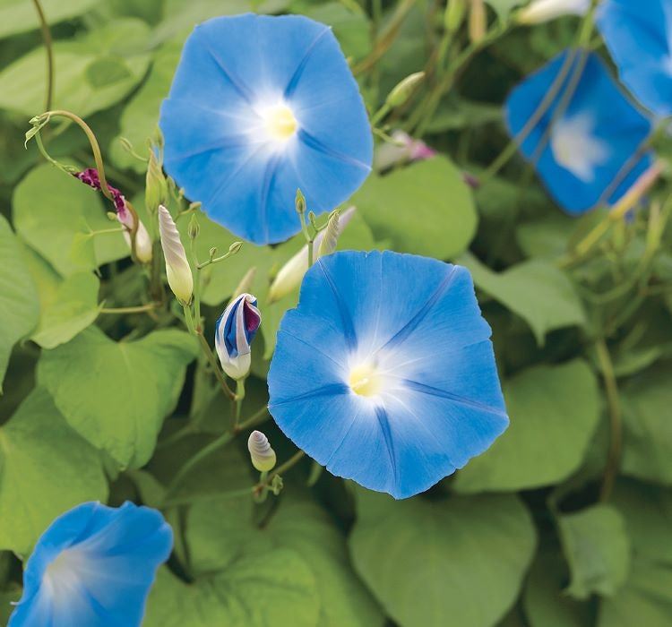 SARMAŞIK ( ÇOKLU TOHUM ) - 50 Tohum - MAVİ Renk - MegCiTo