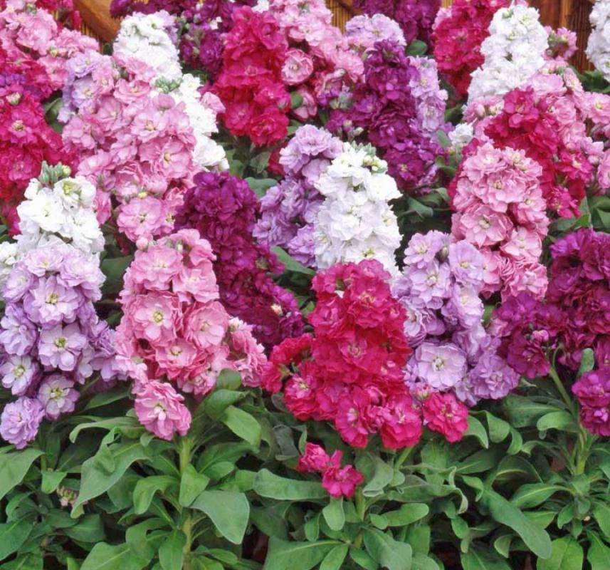 Şebboy Çiçeği Tohumu ( Katmerli Keskin Kokulu ) Karışık Renkli - 10 Tohum - MegCiTo