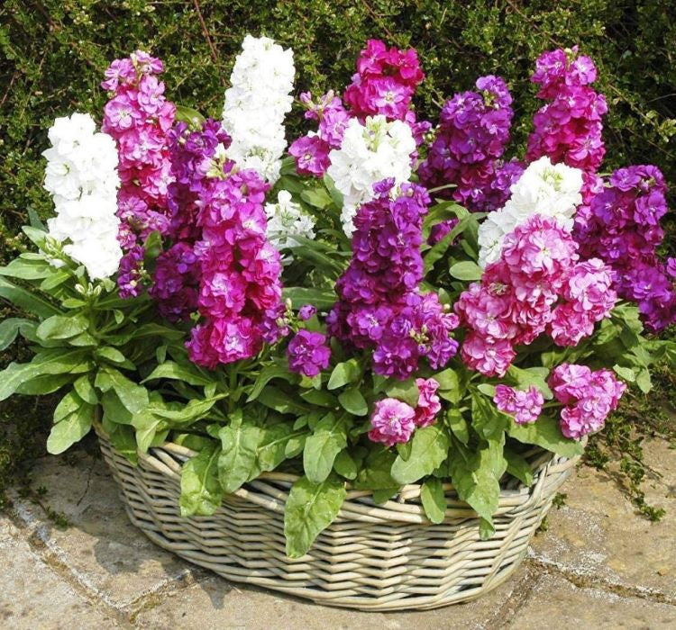 Şebboy Çiçeği Tohumu ( Katmerli Keskin Kokulu ) Karışık Renkli - 10 Tohum - MegCiTo