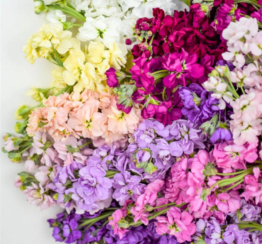 Şebboy Çiçeği Tohumu ( Katmerli Keskin Kokulu ) Karışık Renkli - 10 Tohum - MegCiTo