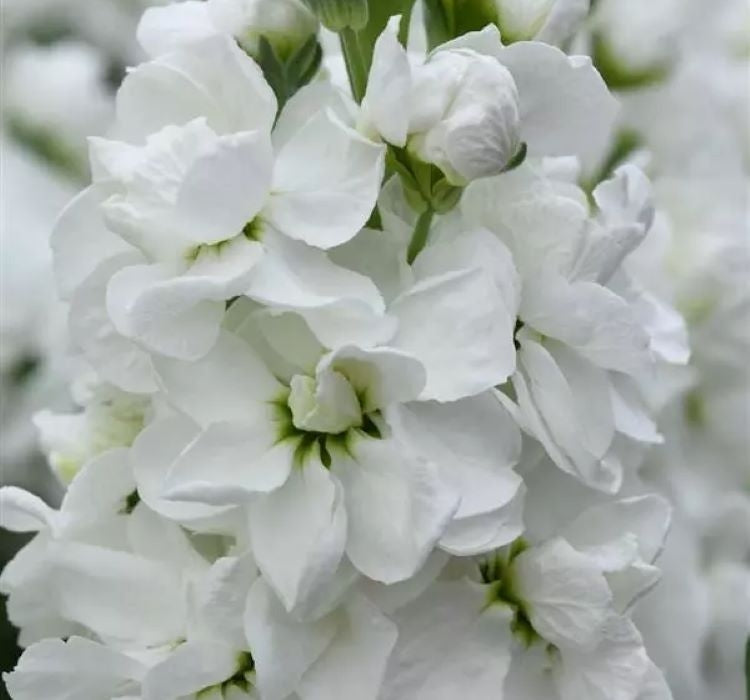 Şebboy Tohumu ( Kokulu Çok Uzun Boylu ) - Beyaz Renkli - 10 Tohum - MegCiTo