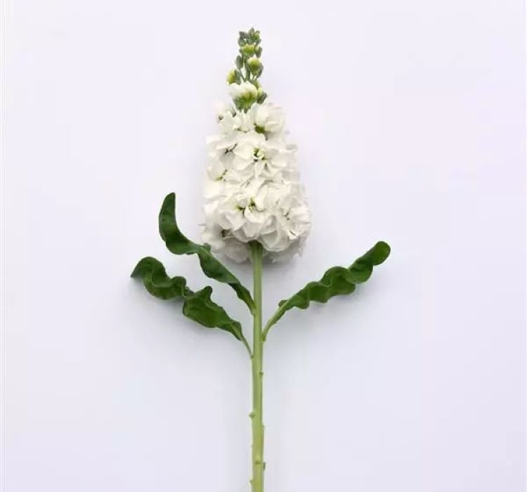 Şebboy Tohumu ( Kokulu Çok Uzun Boylu ) - Beyaz Renkli - 10 Tohum - MegCiTo