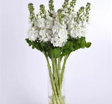 Şebboy Tohumu ( Kokulu Çok Uzun Boylu ) - Beyaz Renkli - 10 Tohum - MegCiTo