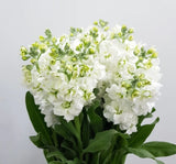 Şebboy Tohumu ( Kokulu Çok Uzun Boylu ) - Beyaz Renkli - 10 Tohum - MegCiTo