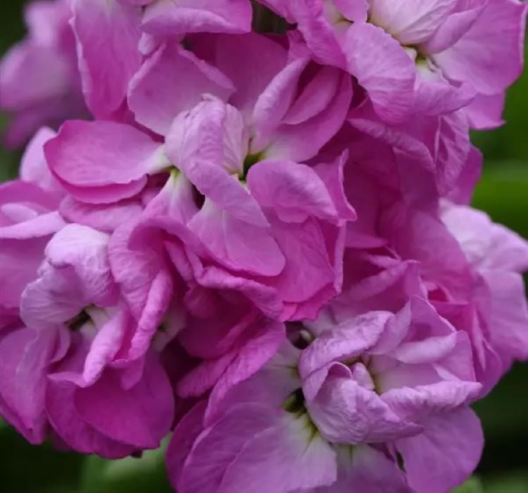 Şebboy Tohumu ( Kokulu Çok Uzun Boylu ) - Gül Renkli - 10 Tohum - MegCiTo