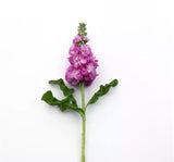 Şebboy Tohumu ( Kokulu Çok Uzun Boylu ) - Gül Renkli - 10 Tohum - MegCiTo