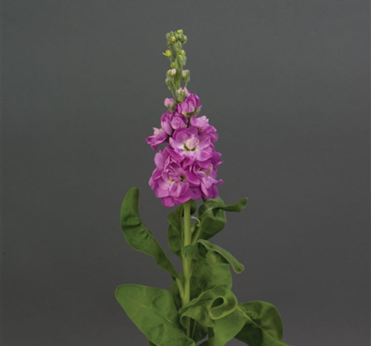 Şebboy Tohumu ( Kokulu Çok Uzun Boylu ) - Gül Renkli - 10 Tohum - MegCiTo