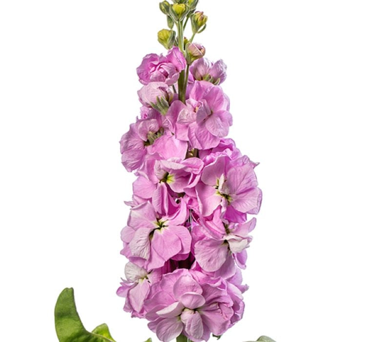 Şebboy Tohumu ( Kokulu Çok Uzun Boylu ) - Gül Renkli - 10 Tohum - MegCiTo