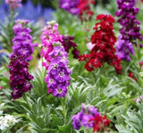 Şebboy Tohumu ( Kokulu Çok Uzun Boylu ) - Karışık Renkli  ( 10 Tohum ) - MegCiTo