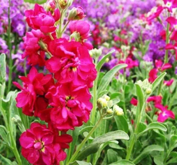 Şebboy Tohumu ( Kokulu Çok Uzun Boylu ) - Karışık Renkli  ( 10 Tohum ) - MegCiTo