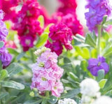 Şebboy Tohumu ( Kokulu Çok Uzun Boylu ) - Karışık Renkli  ( 10 Tohum ) - MegCiTo