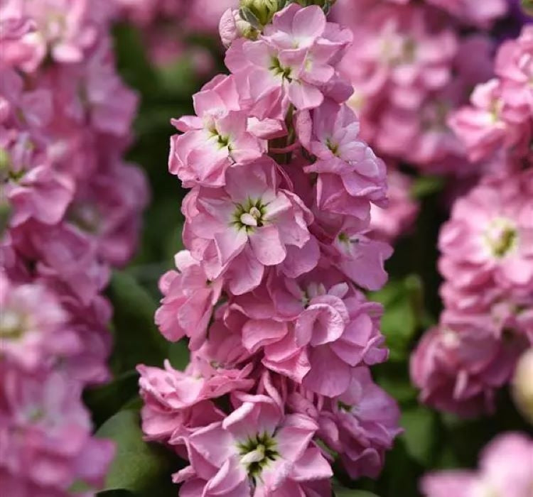 Şebboy Tohumu ( Kokulu Çok Uzun Boylu ) - Kırmızı Renkli - 10 Tohum - MegCiTo