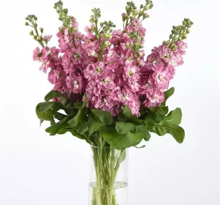 Şebboy Tohumu ( Kokulu Çok Uzun Boylu ) - Kırmızı Renkli - 10 Tohum - MegCiTo