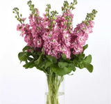 Şebboy Tohumu ( Kokulu Çok Uzun Boylu ) - Kırmızı Renkli - 10 Tohum - MegCiTo