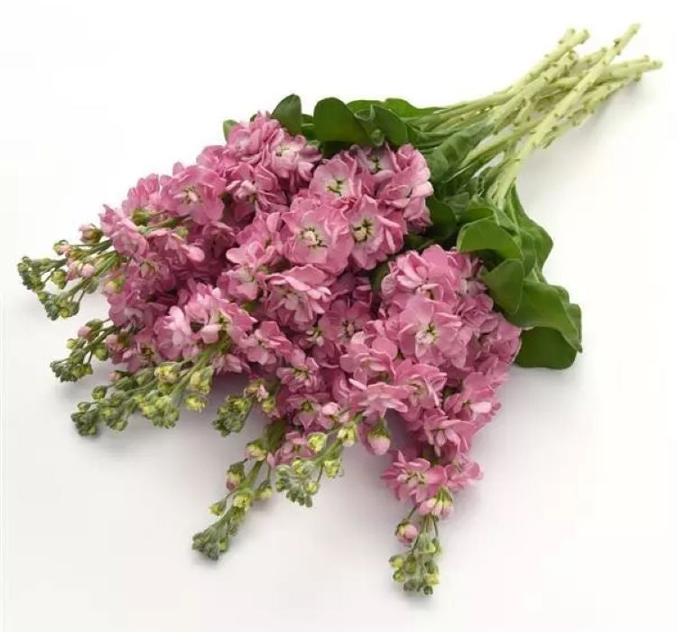 Şebboy Tohumu ( Kokulu Çok Uzun Boylu ) - Kırmızı Renkli - 10 Tohum - MegCiTo