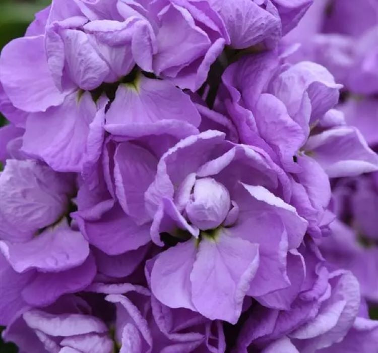 Şebboy Tohumu ( Kokulu Çok Uzun Boylu ) - Lavanta Renkli - 10 Tohum - MegCiTo