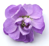 Şebboy Tohumu ( Kokulu Çok Uzun Boylu ) - Lavanta Renkli - 10 Tohum - MegCiTo