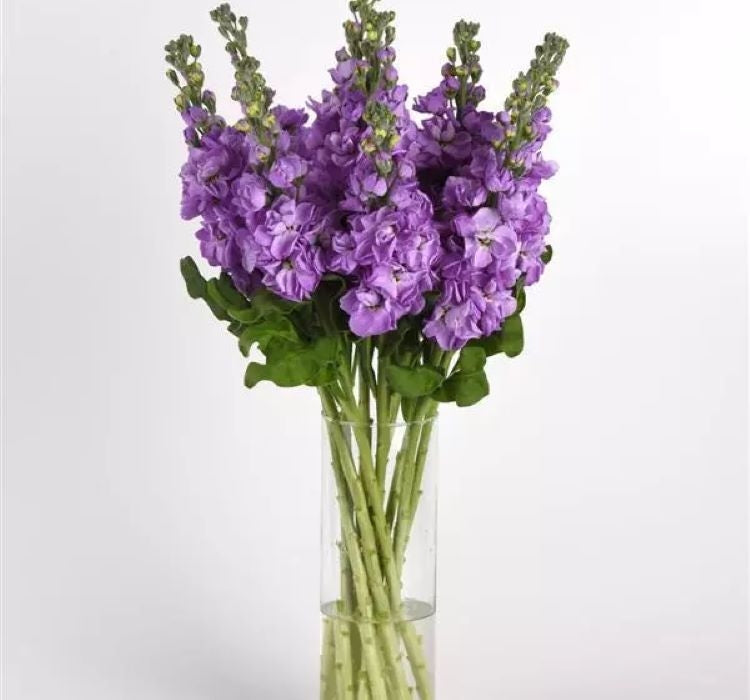 Şebboy Tohumu ( Kokulu Çok Uzun Boylu ) - Lavanta Renkli - 10 Tohum - MegCiTo