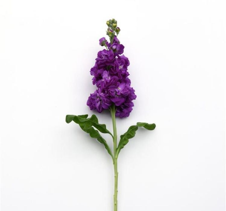 Şebboy Tohumu ( Kokulu Çok Uzun Boylu ) - Mavi Renkli - 10 Tohum - MegCiTo