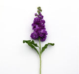 Şebboy Tohumu ( Kokulu Çok Uzun Boylu ) - Mavi Renkli - 10 Tohum - MegCiTo