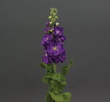 Şebboy Tohumu ( Kokulu Çok Uzun Boylu ) - Mavi Renkli - 10 Tohum - MegCiTo