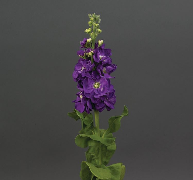 Şebboy Tohumu ( Kokulu Çok Uzun Boylu ) - Mavi Renkli - 10 Tohum - MegCiTo