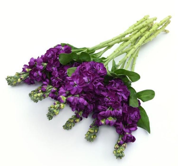 Şebboy Tohumu ( Kokulu Çok Uzun Boylu ) - Mavi Renkli - 10 Tohum - MegCiTo