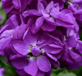 Şebboy Tohumu ( Kokulu Çok Uzun Boylu ) - Mavi Renkli - 10 Tohum - MegCiTo