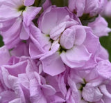 Şebboy Tohumu ( Kokulu Çok Uzun Boylu ) - Pembe Renkli - 10 Tohum - MegCiTo