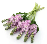 Şebboy Tohumu ( Kokulu Çok Uzun Boylu ) - Pembe Renkli - 10 Tohum - MegCiTo