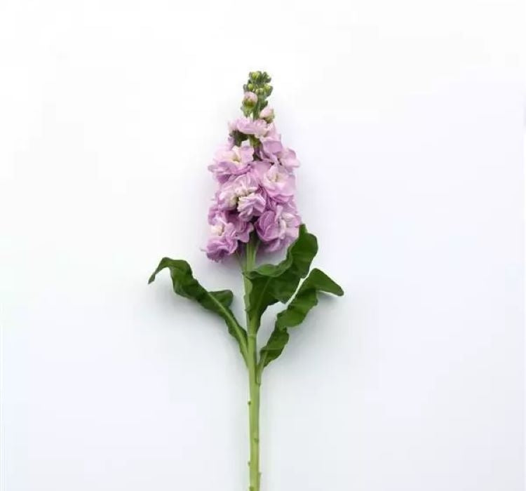 Şebboy Tohumu ( Kokulu Çok Uzun Boylu ) - Pembe Renkli - 10 Tohum - MegCiTo