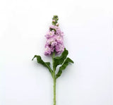 Şebboy Tohumu ( Kokulu Çok Uzun Boylu ) - Pembe Renkli - 10 Tohum - MegCiTo