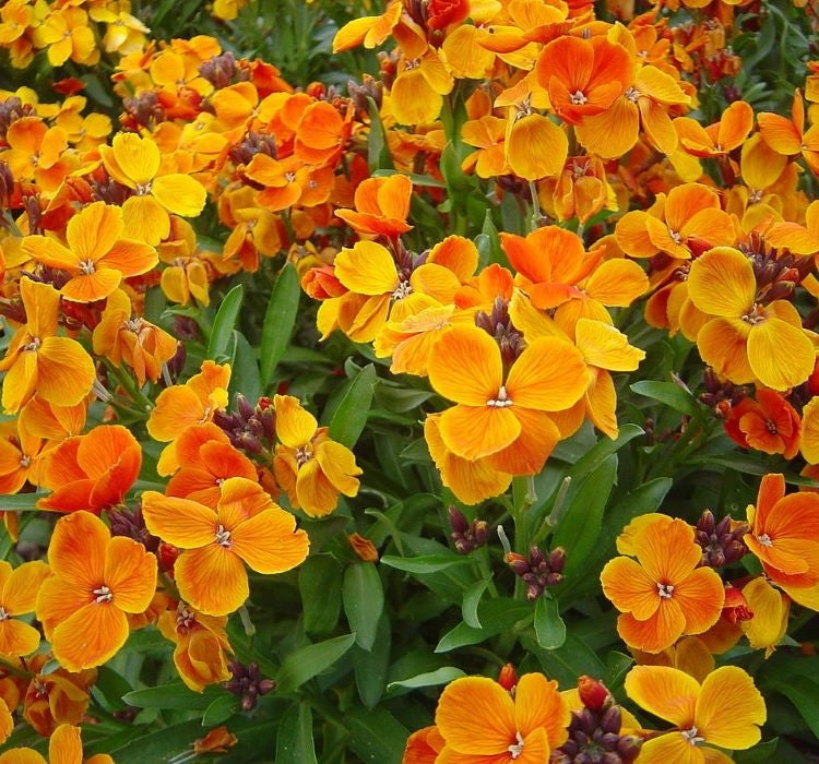 SARI ŞEBBOY ( ÇOKLU TOHUM ) - 250 Tohum - KARIŞIK Renk - MegCiTo