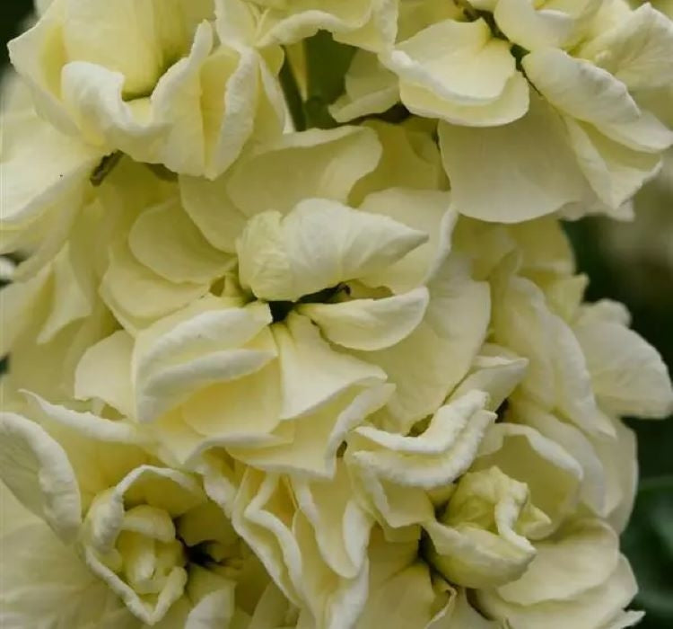 Şebboy Tohumu ( Kokulu Çok Uzun Boylu ) - Sarı Renkli - 10 Tohum - MegCiTo