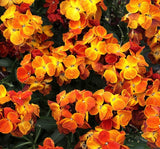 SARI ŞEBBOY ( ÇOKLU TOHUM ) - 250 Tohum - KARIŞIK Renk - MegCiTo