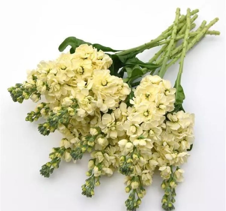 Şebboy Tohumu ( Kokulu Çok Uzun Boylu ) - Sarı Renkli - 10 Tohum - MegCiTo