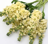 Şebboy Tohumu ( Kokulu Çok Uzun Boylu ) - Sarı Renkli - 10 Tohum - MegCiTo