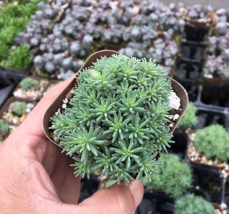 Sedum Tohumu ( İri Damarlı Yapraklar ) Yeşil Renkli - 15 Tohum - MegCiTo